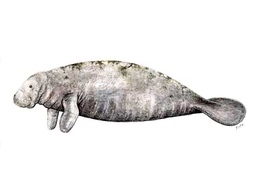 Manatee