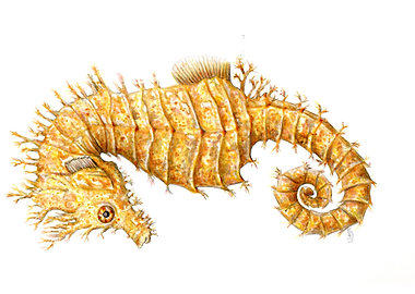 Sea horse