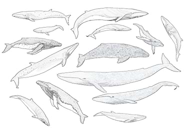 Whales