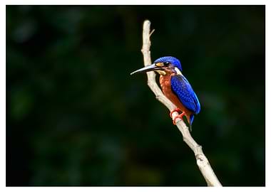 Mr. Blue-eared Kingfisher