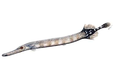 Trumpet fish