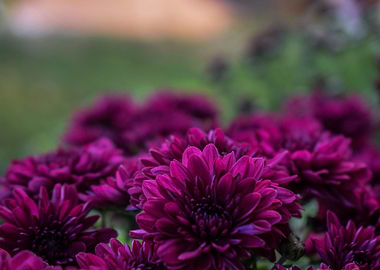 Purple Chrysanthemum