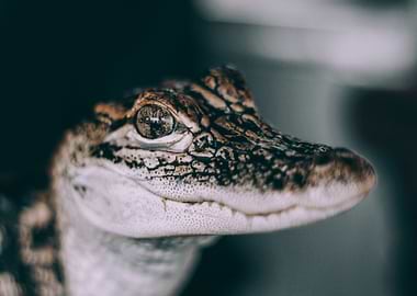 See You Later Alligator