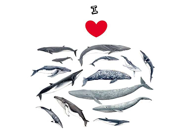 I love whales