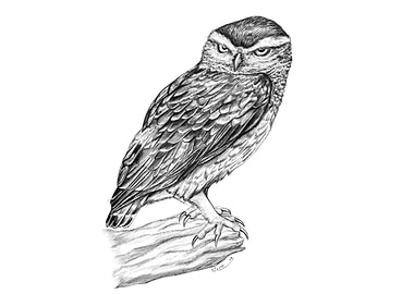 Little owl