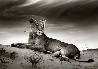 Lioness on desert dune