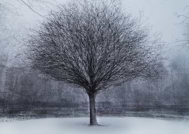Winter Tree