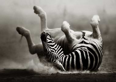 Zebra rolling
