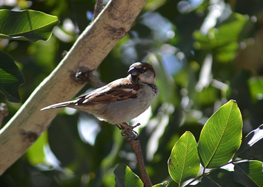 Sparrow