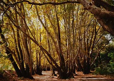 1300 years old forest