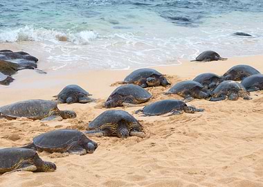 sea turtles on sandy beach