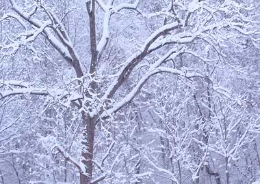 Snowy Trees