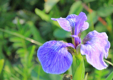 Iris 2