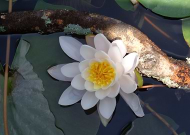 Water Lily