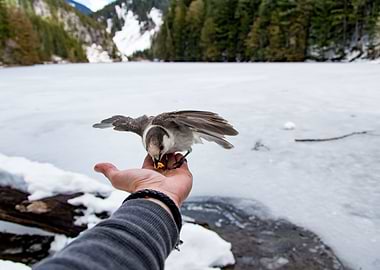 Bird on Lindeman Lake