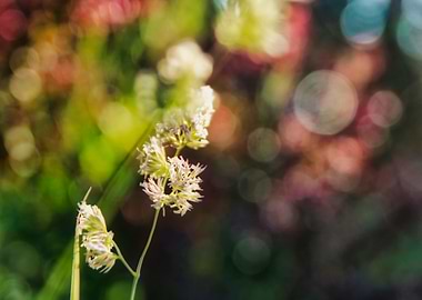 Wild plant bokeh