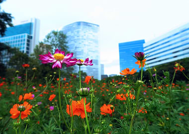 flowers and building