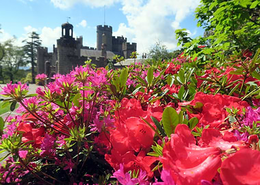castle flowers