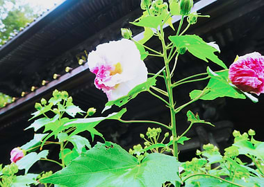 Flower in Kamakura