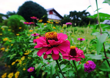 Flower in Chichibu