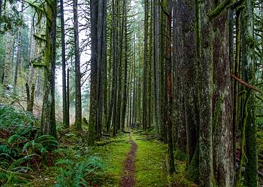 Forest Path Canada