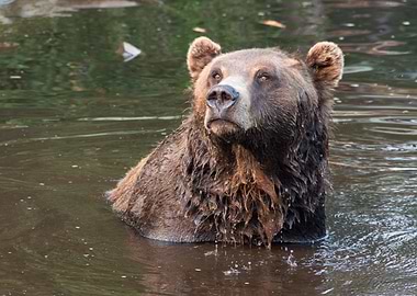 Grizzly Bear, Canada