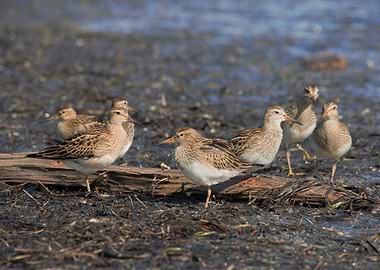 Pectoral Sandpiper Party