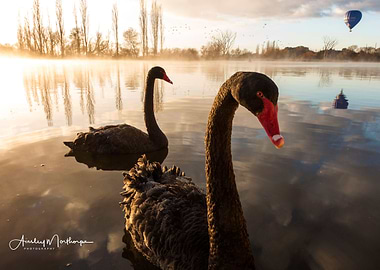 Jerrabomberra Wetlands