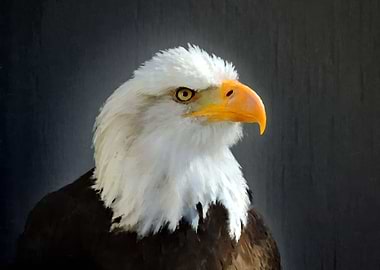 American Bald Eagle