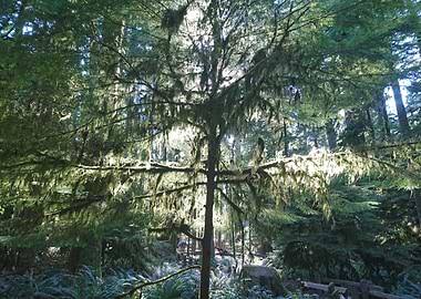 Tree at Cathedral Grove