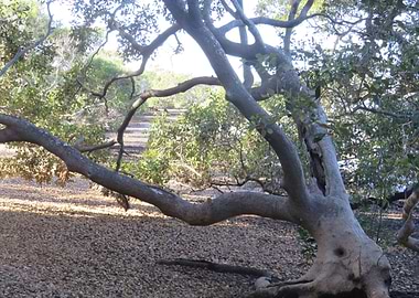 Mangroves on the Island