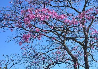 Handroanthus