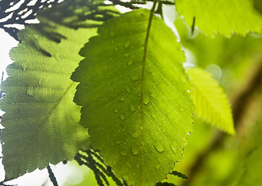 Green Leaves