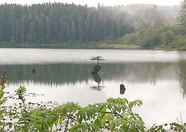 Lone tree on Fairy Lake