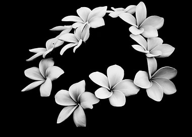 Fine art plumeria
