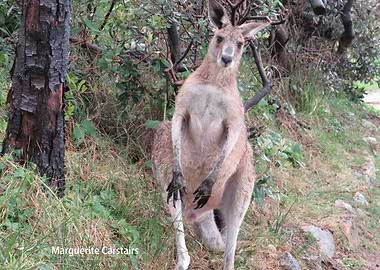 Wallaby on the Track