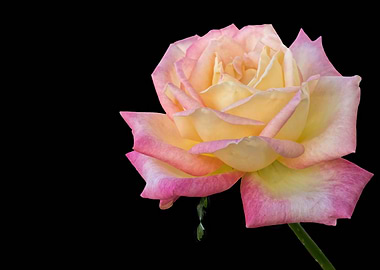 isolated rose on black bac