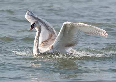 swan flying on lake