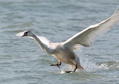 swan flying on lake