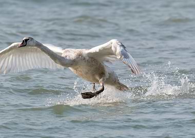 swan flying on lake