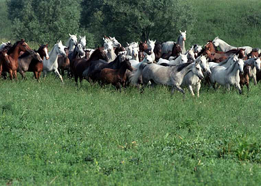 Horses 9