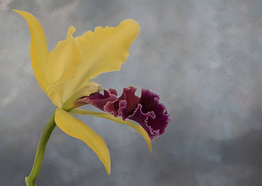 isolated orchid on texture