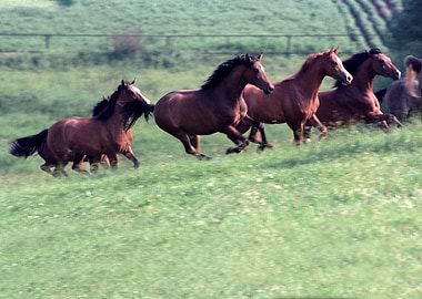 Horses 6