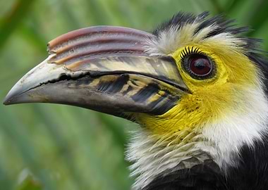 Male Sulawesi hornbill