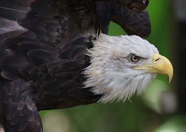 American Freedom Fighter
