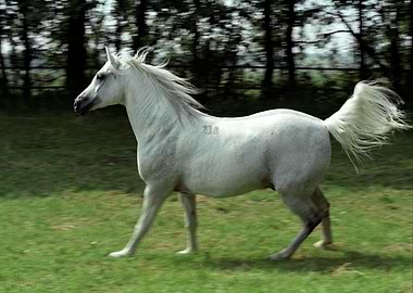 Horse 2
