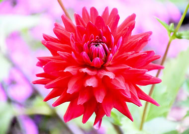 Red Dahlia