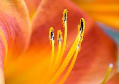 Tiger Lily Closeup