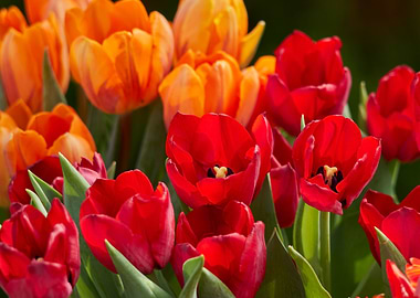 tulip flower in spring in