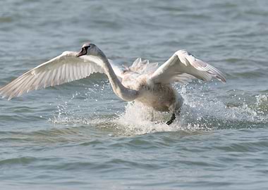 swan flying on lake